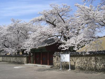 釜山、慶州お花見たび