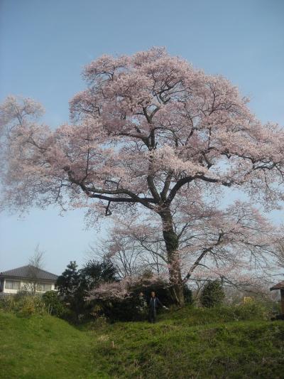 ２７京丹波町秘密基地　日本一の桜