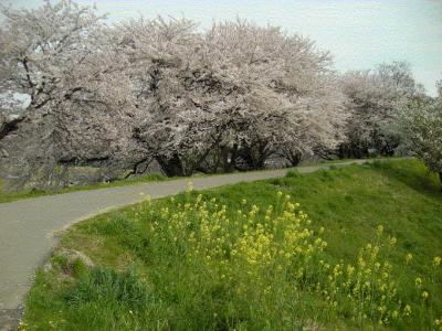 ２００８年の桜ＮＯ１　～柳津境川堤～