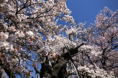 天然記念物　日本三大桜！　樹齢２０００年！　山高神代桜（やまたかじんだいざくら）/　山梨県北杜市武川町山高