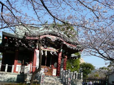 洲崎神社@木場　でお花見