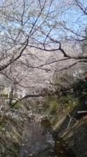 東川と桜