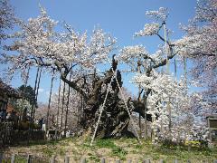 お花見＊神代桜