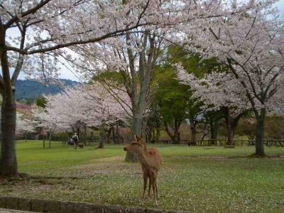 鹿に誘われ桜の奈良公園へ　2008年