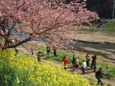 河津桜を求めて　河津町＆下加茂温泉