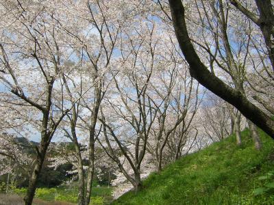 佐久間ダムで、桜を愛でる。