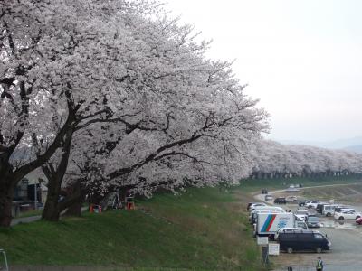 足羽川原（あすわがわら）　桜のトンネル　満開