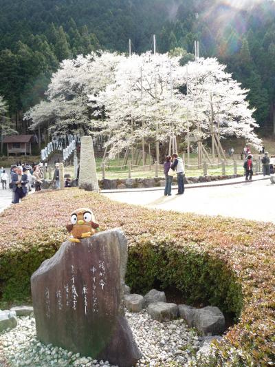 フク丸、モレラ岐阜と淡墨桜を見に行く