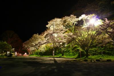 桜めぐり?