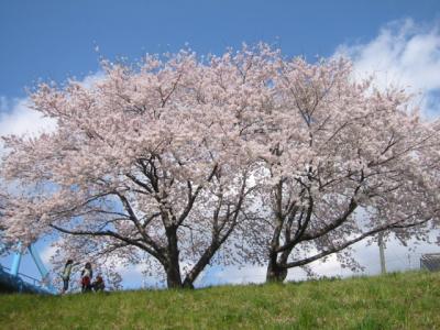 仙台・ご近所の桜は満開です。