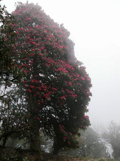 憧れのネパールヒマラヤトレッキング・・・?コルチョンピークから下山