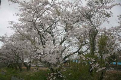 桜三昧=御殿場線・南御殿場駅付近=