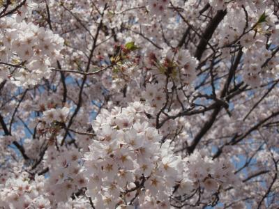 お花見（栃木県北部）