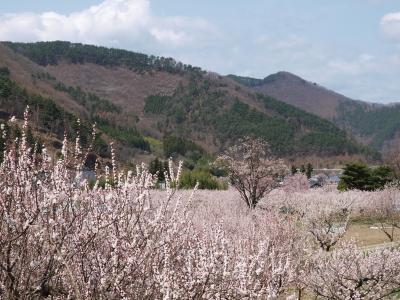 アンズの里