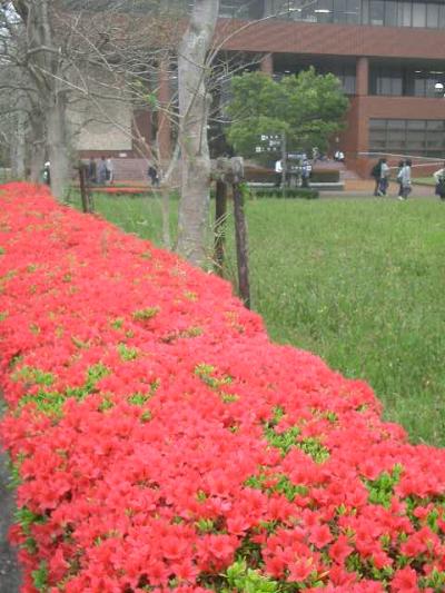 きれいな構内、宮崎大学。