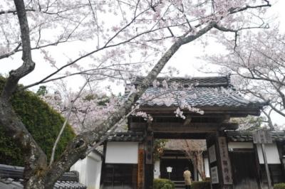 桜紀行　勝持寺