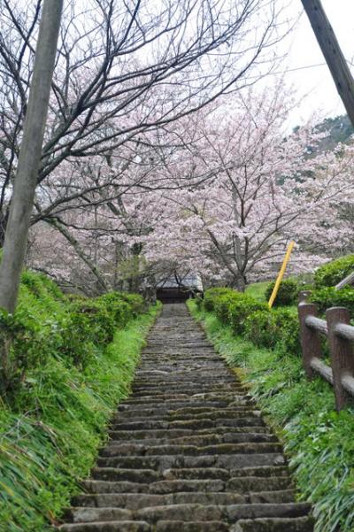 桜紀行　仏隆寺の千年桜