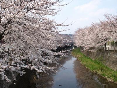 恩田川　（成瀬付近）の桜