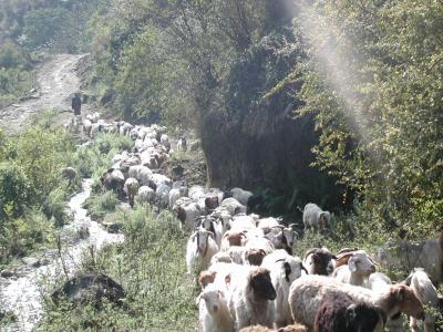 憧れのネパールヒマラヤトレッキング・・・?長閑な村々を