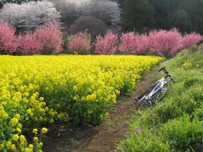 海へ／境川サイクリングロード