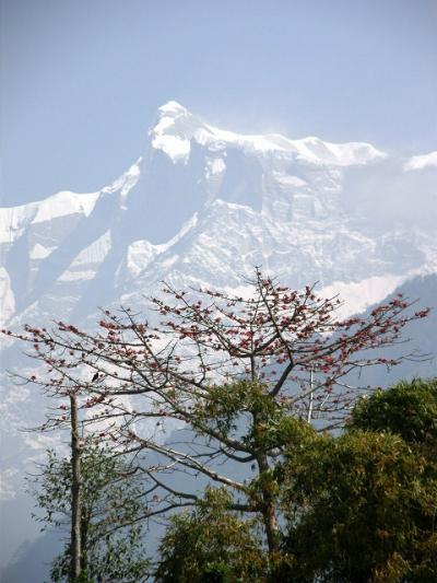 憧れのネパールヒマラヤトレッキング・・・?ヒャンザ村からポカラへ