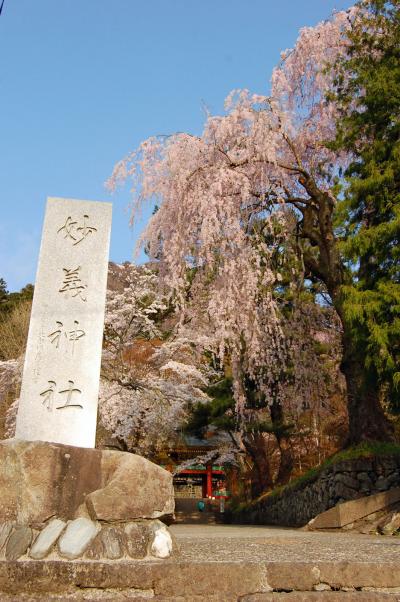 妙義神社の桜／みさと芝桜