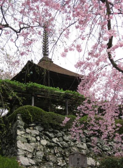 善峰寺の桜