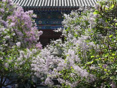 リラの花咲く法源寺