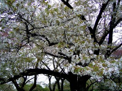 小石川植物園　八重桜とつつじ
