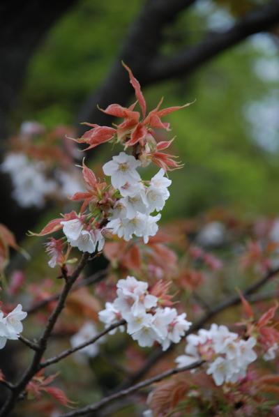 世界でたったひとつの桜、長勝院旗桜