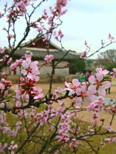  Kaesong 