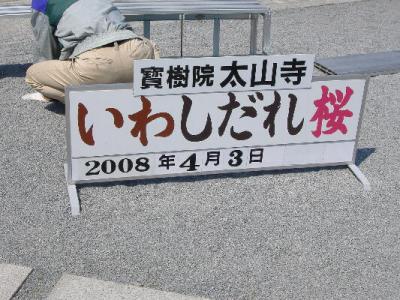 太平山さだれ桜