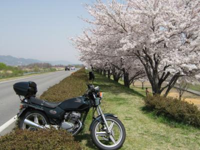 花めぐり