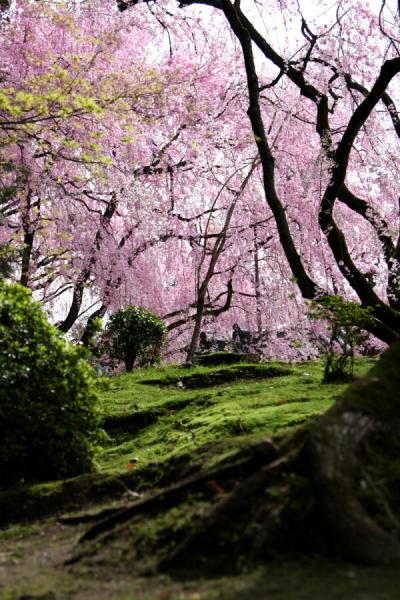 春！京都！桜！1日目