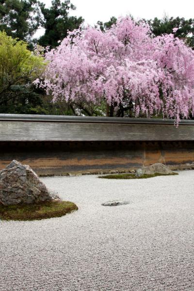 春！京都！桜！2日目