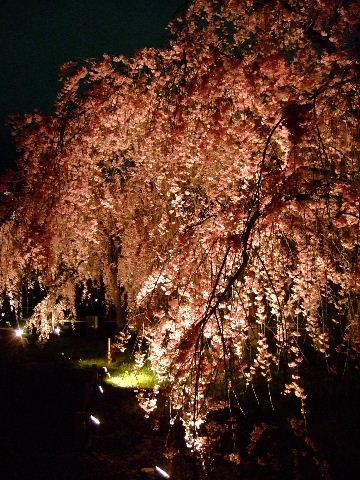 そうだ　夜桜の二条城、行こう。