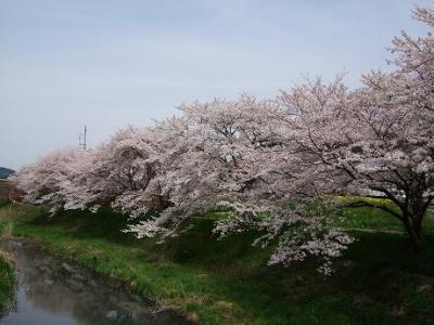 *京都府　【遅咲きの桜、満開】　２００８*