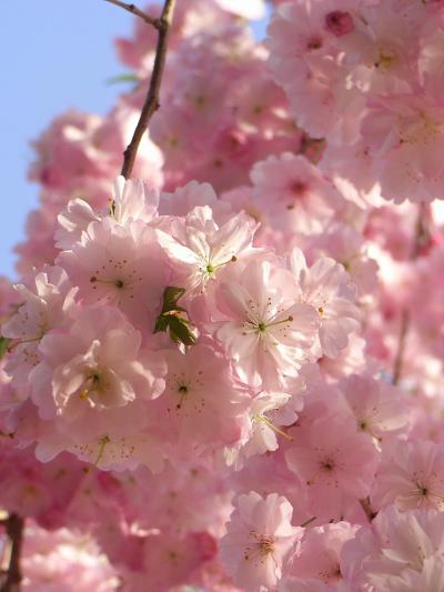 長瀞の桜はまだまだ見頃（4月15日）