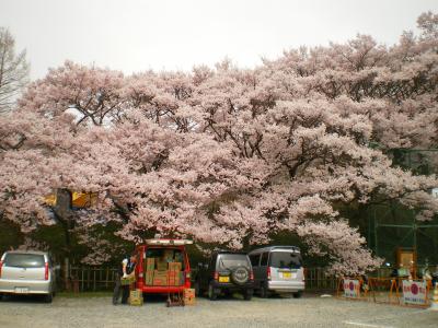 高遠城址公園