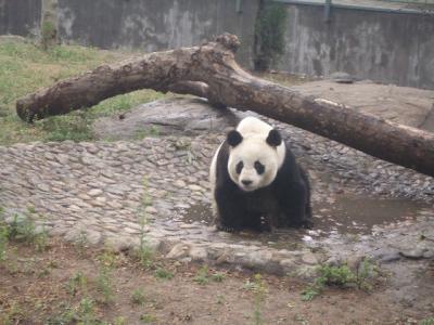 山東省の観光　『５日目　済南』