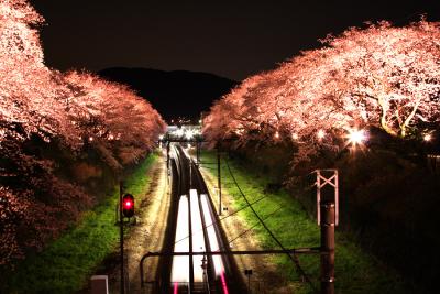 山北駅の夜桜見物