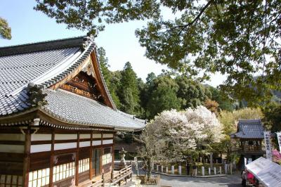 中将姫誓願桜（姫様が願いを込めて残した伝説の名木)