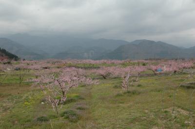 2008年4月　桃のお花見
