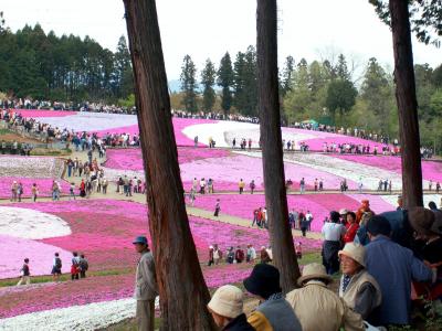 秩父の芝桜　2006年4月26日