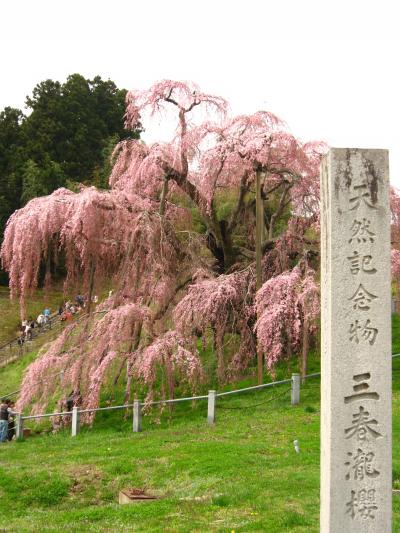 三春滝桜　‘08