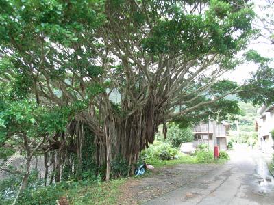 台風被害の屋久島旅行（3日目　海岸沿いドライブ＆海亀の産卵シーン見学）