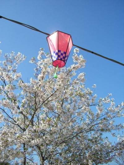 桜 と 花 しょ う ぶ の 里　　 亀 鶴 公 園