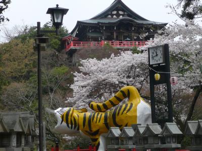 2008 桜・桜・桜・奈良（信貴山01・朝護孫子寺本堂）編