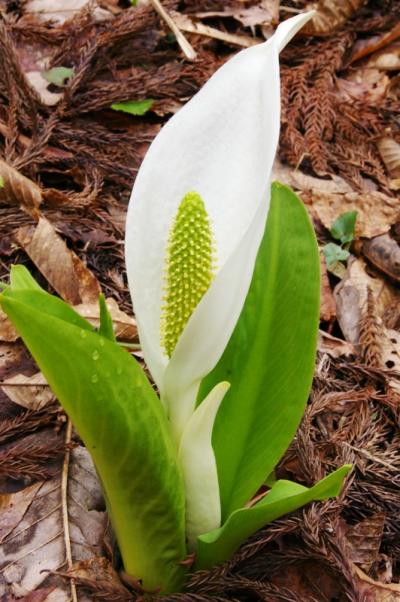 ［08］小井波の水芭蕉