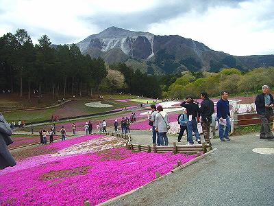 芝桜@秩父羊山公園